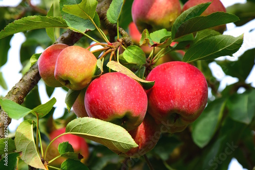 Apfelerntezeit in Südtirol