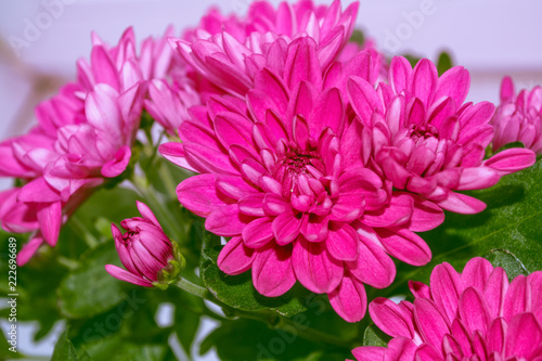 Colorful chrysanthemum flowers on a background of the autumn landscape © alenalihacheva