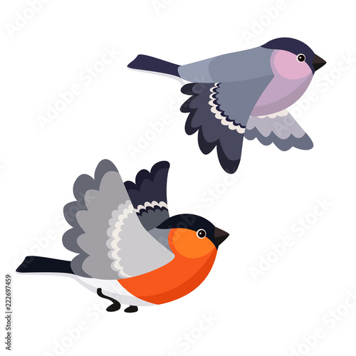 Flying bullfinches isolated on white background