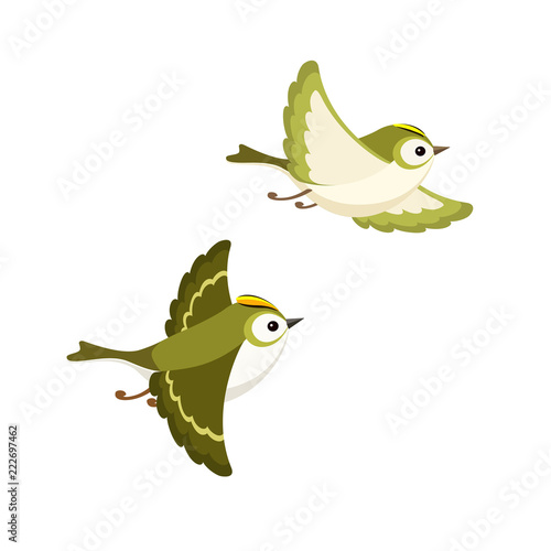 Flying Goldcrest pair (the smallest European bird) isolated on white background