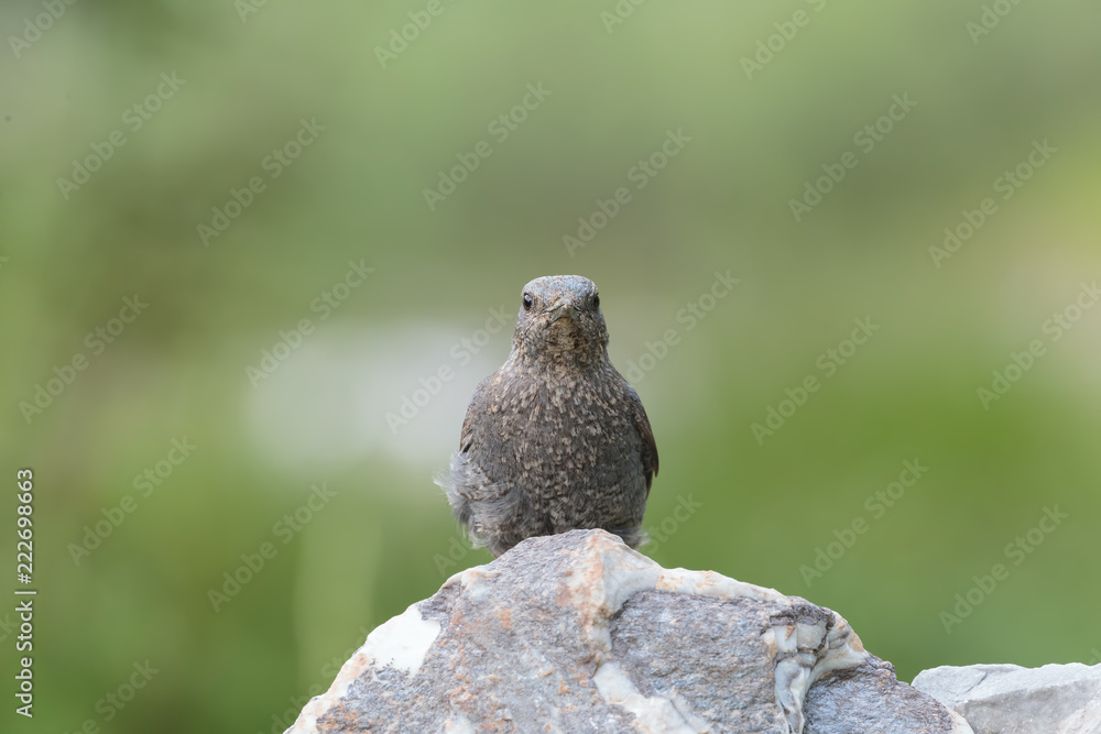 Obraz premium Solitary bird 017