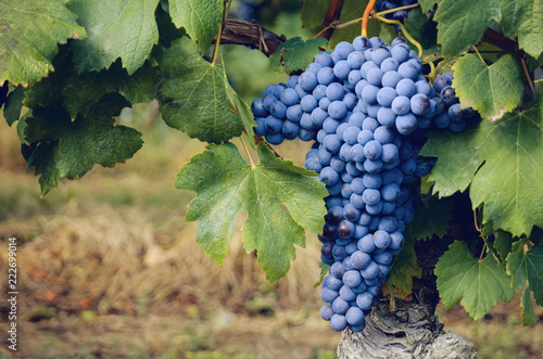 bunch of nebbiolo grape in the vineyards of Barolo (Langhe wine district, Italy), in september before harvest photo