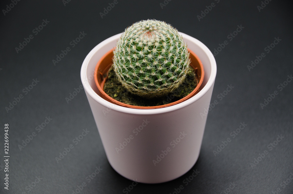 Cactus in black Background Cactus in black Background