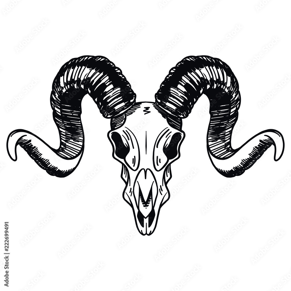 isolated and vectorized hand drawn ram skull in black and white Stock ...