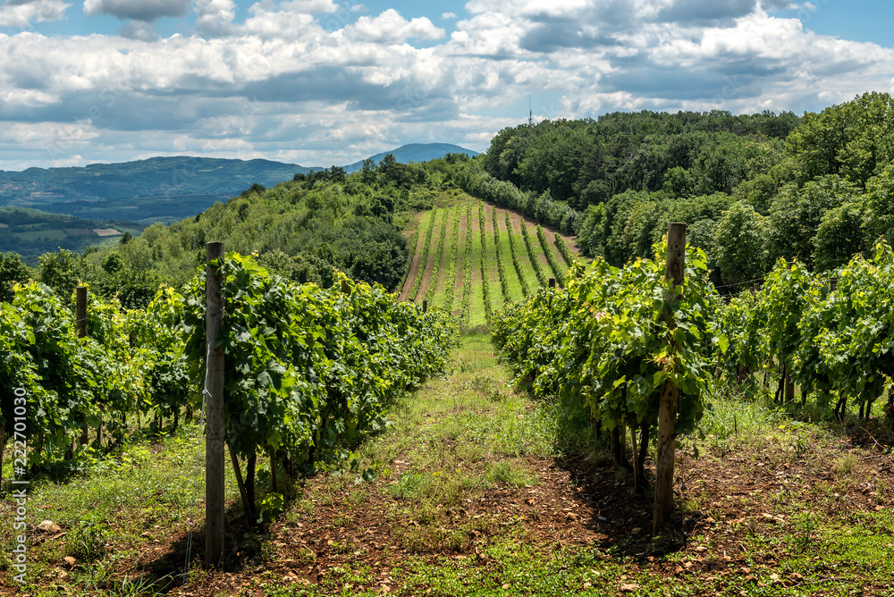 Serbian rural Landscape with vineyards and hills