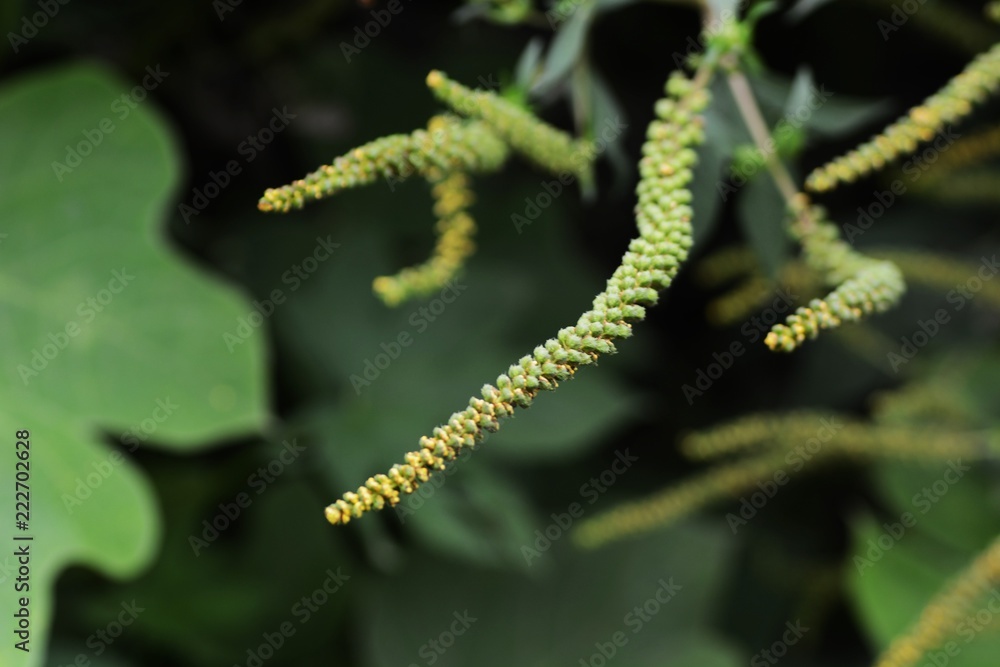 Ragweed (Ambrosia artemisiifolia) Ragweed (Ambrosia artemisiifolia)