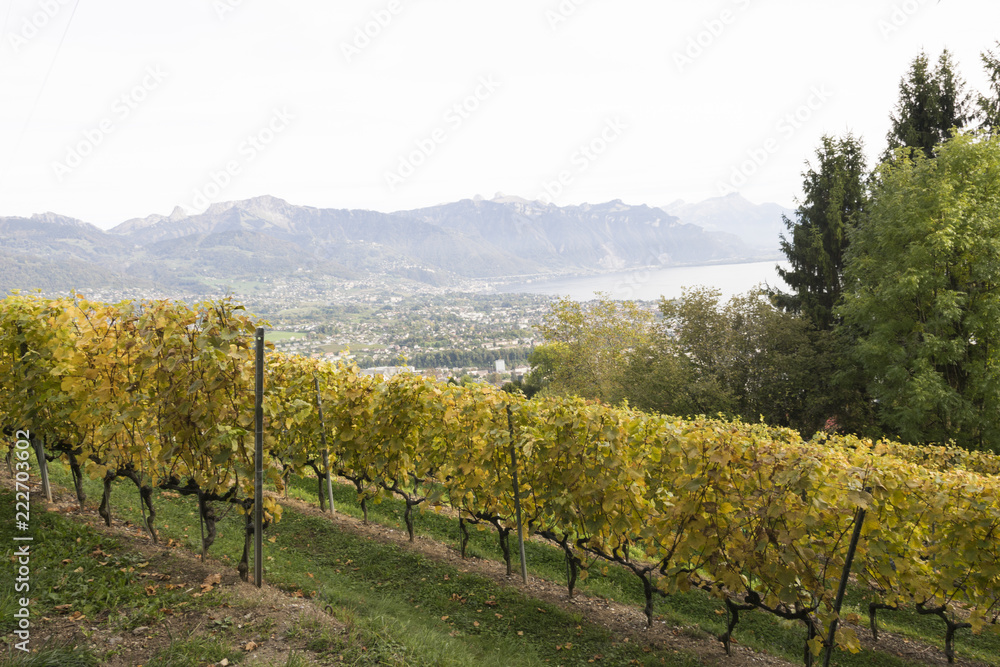 Vineyard in Switzerland