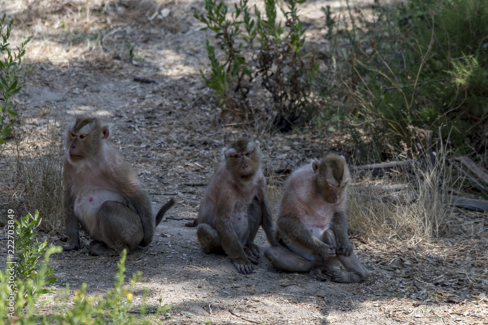 Fototapeta premium animal nature