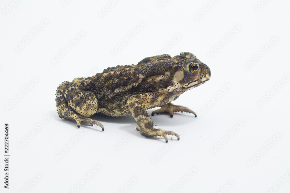 Toad Amphibian White Background form phuket Thailand Toad Amphibian White Background form phuket Thailand