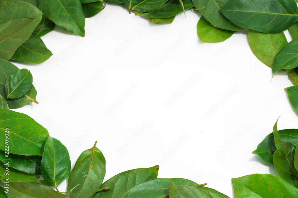 Fototapeta premium Copy space Leaves White background Archidendron jiringa (Jack) I.C. Nielsen.