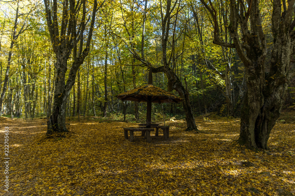 Autumn Landscape with yellow Trees near Devil town in Radan Mountain, Serbia Autumn Landscape with yellow Trees near Devil town in Radan Mountain, Serbia