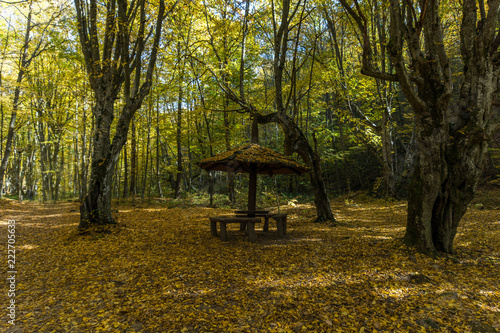 Autumn Landscape with yellow Trees near Devil town in Radan Mountain, Serbia