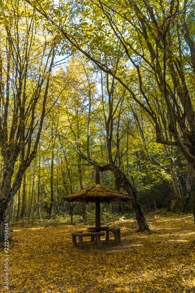 Autumn Landscape with yellow Trees near Devil town in Radan Mountain, Serbia Autumn Landscape with yellow Trees near Devil town in Radan Mountain, Serbia