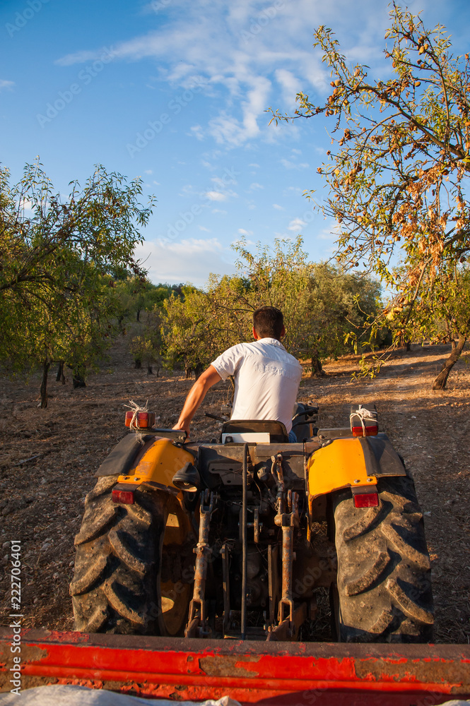 Obraz premium Harvest time: farmer on his tractor in an almond grove, Noto, Sicily 