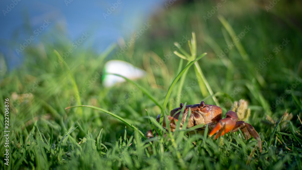 LE petit crabe vagabond LE petit crabe vagabond