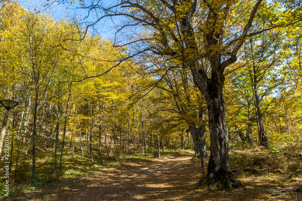 Autumn Landscape with yellow Trees near Devil town in Radan Mountain, Serbia