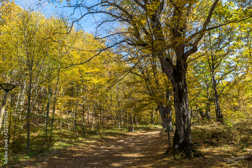 Autumn Landscape with yellow Trees near Devil town in Radan Mountain  Serbia