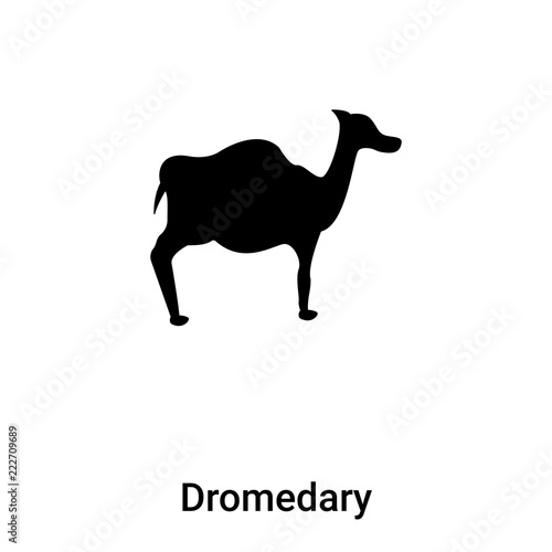 Dromedary icon vector isolated on white background  logo concept of Dromedary sign on transparent background  black filled symbol