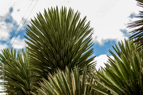 palma verde