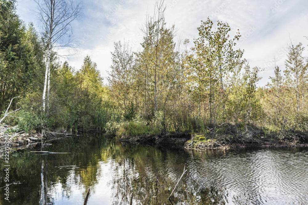 swampy area with growing trees and dead wood, wild nature background