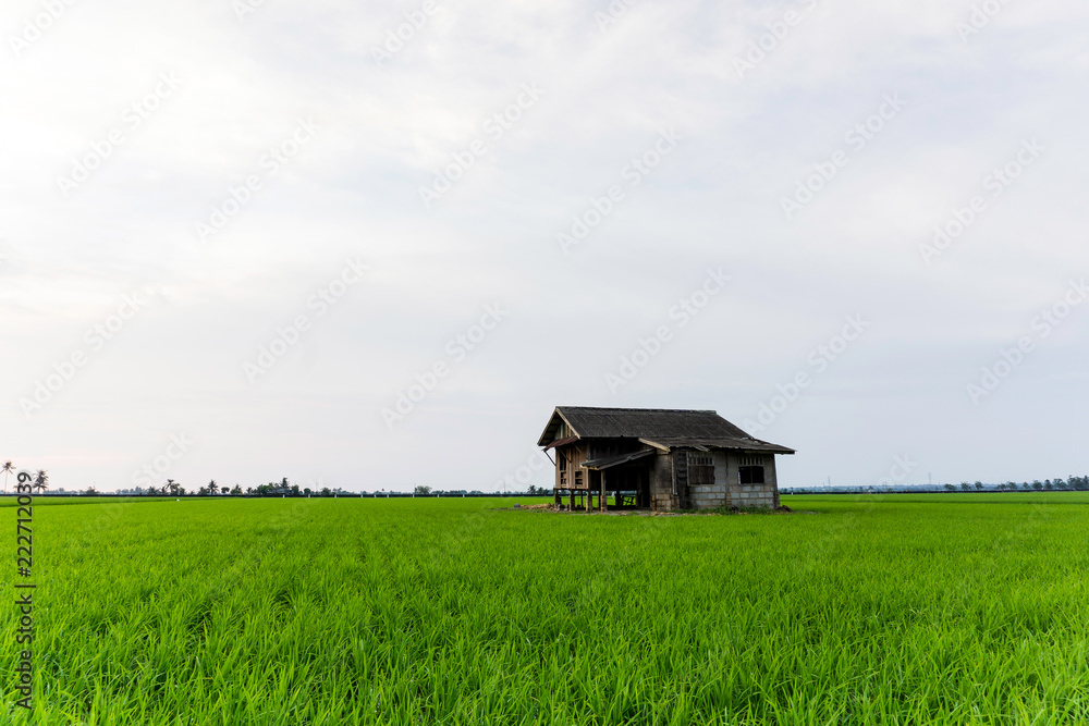 Abandoned house at middle paddy fieldhouse at the centre of paddy field under the sky