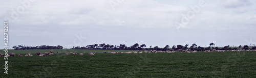 a Panoramic view of sheep