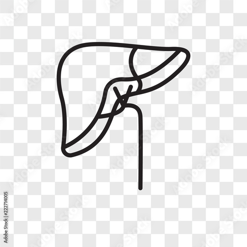 liver icons isolated on transparent background. Modern and editable liver icon. Simple icon vector illustration.