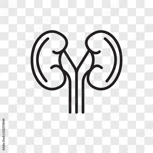 kidney icons isolated on transparent background. Modern and editable kidney icon. Simple icon vector illustration.