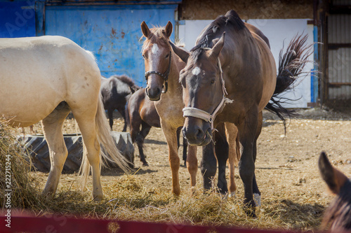 Лошади в загоне © Александр Катаев
