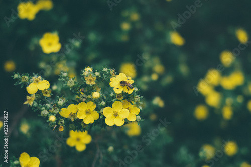 Flores del campo en primavera