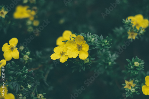 Flores del campo en primavera