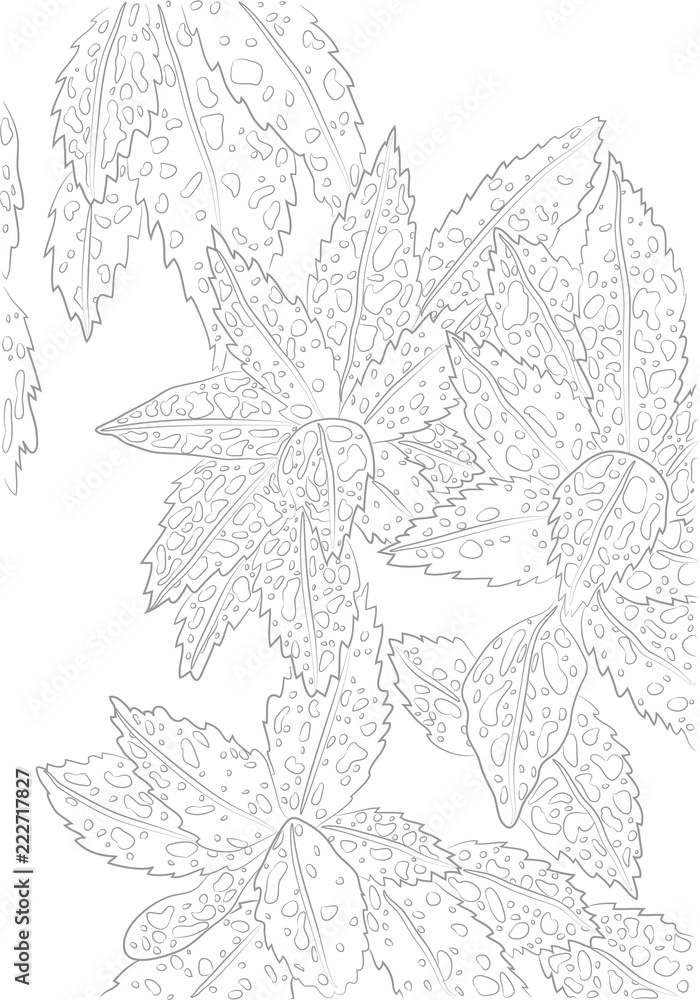 Vector Contour Illustration of Aucuba for Coloring Book. Botanical Drawing of Sausage or Golden Tree. Floral Template