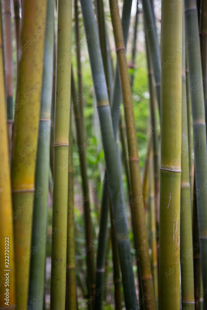 Fototapeta premium Bamboo
