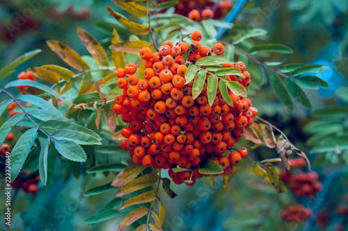 Brush of ripe red berries of mountain ash on a branch