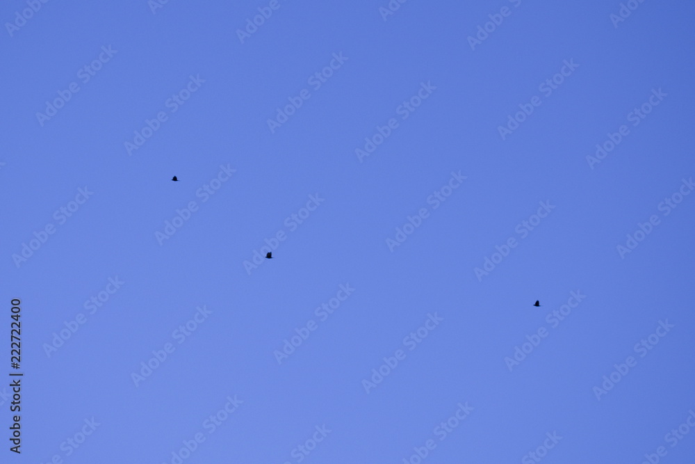 3 Birds 3 Birds