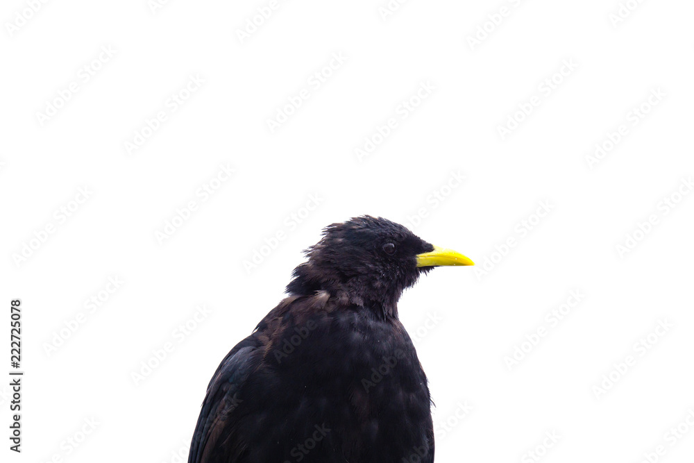 Fototapeta premium Schwarze Alpendohle isoliert