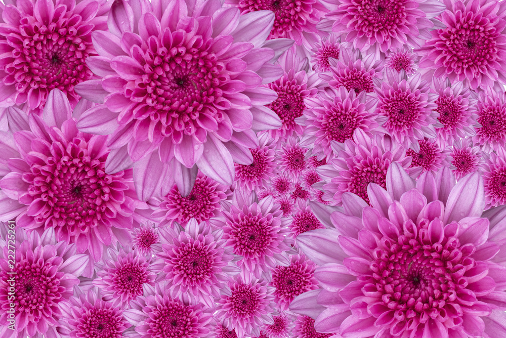 Beautiful chrysanthemum flower for background Beautiful chrysanthemum flower for background