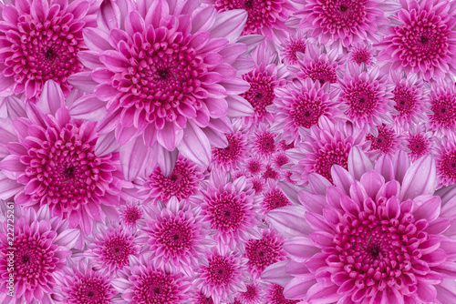 Beautiful chrysanthemum flower for background