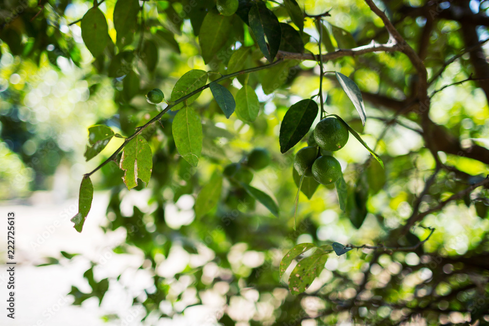 Hanging Limes 