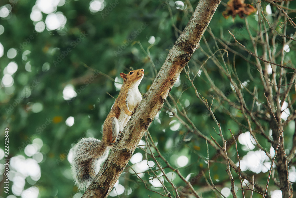 red furry squirrel climbing on tree branch in park forest