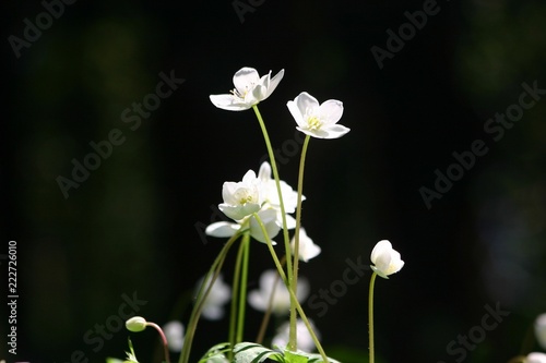 ニリンソウ　Anemone flaccida
