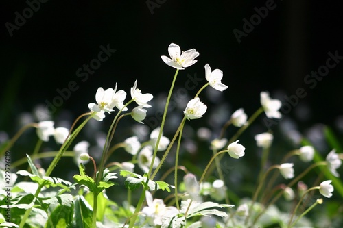 ニリンソウ　Anemone flaccida