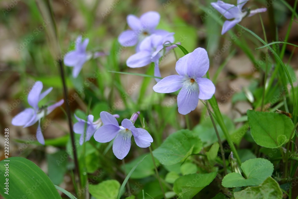 タチツボスミレ Viola gurypoceras タチツボスミレ Viola gurypoceras