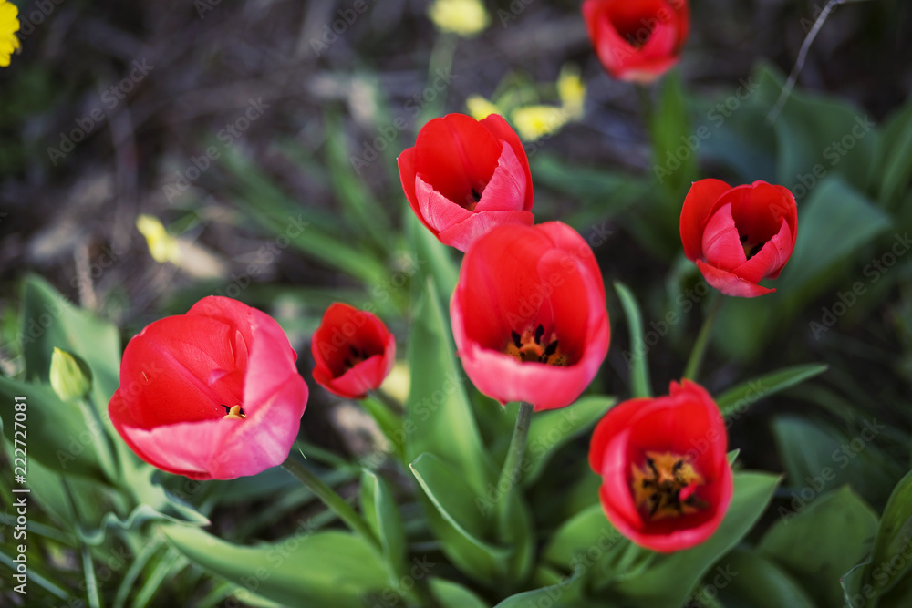 Red Tulips