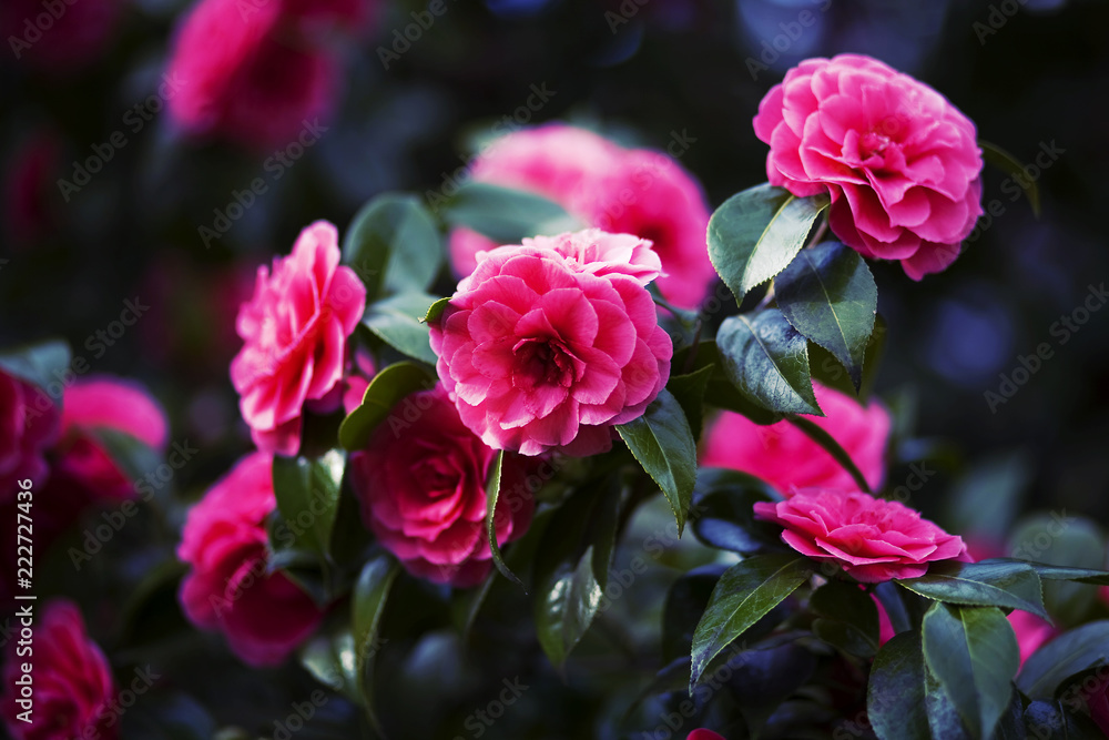 Pink Dahlias Pink Dahlias