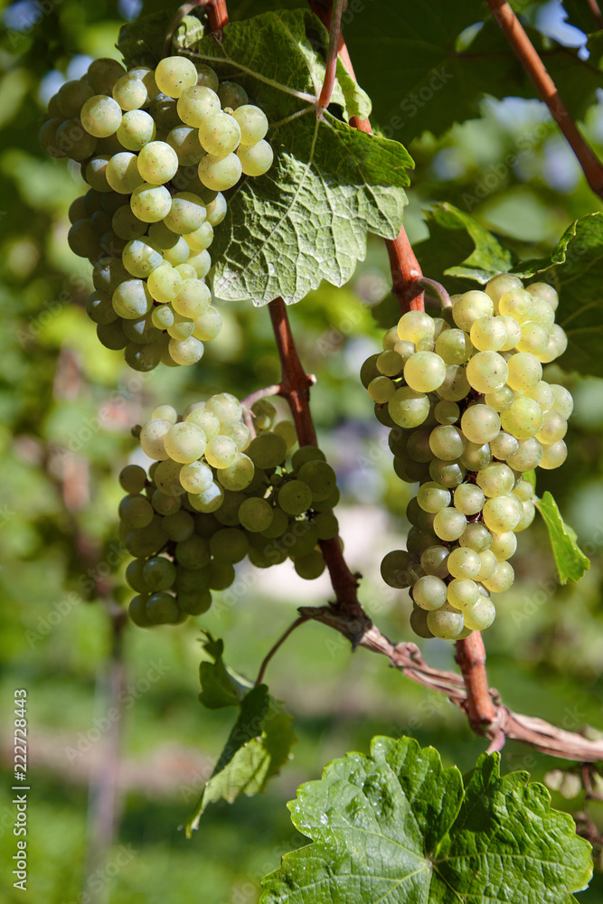 Sweet and tasty white grape bunches on the vine Sweet and tasty white grape bunches on the vine
