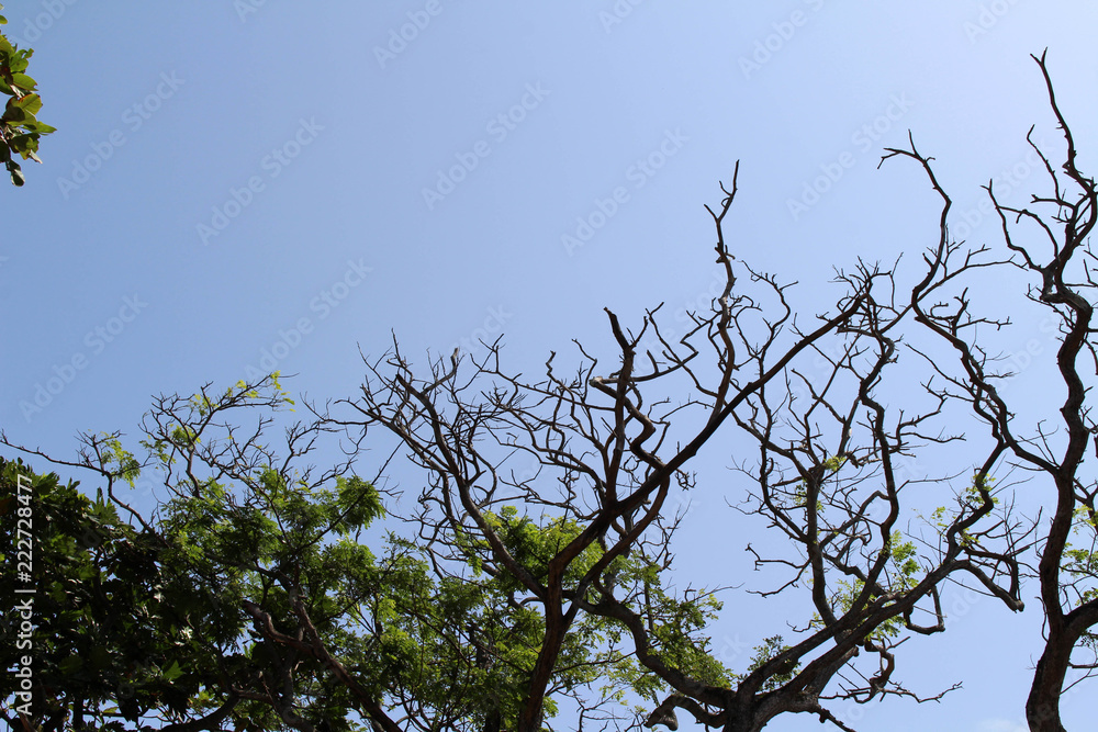 The branches of a tree in Galle The branches of a tree in Galle
