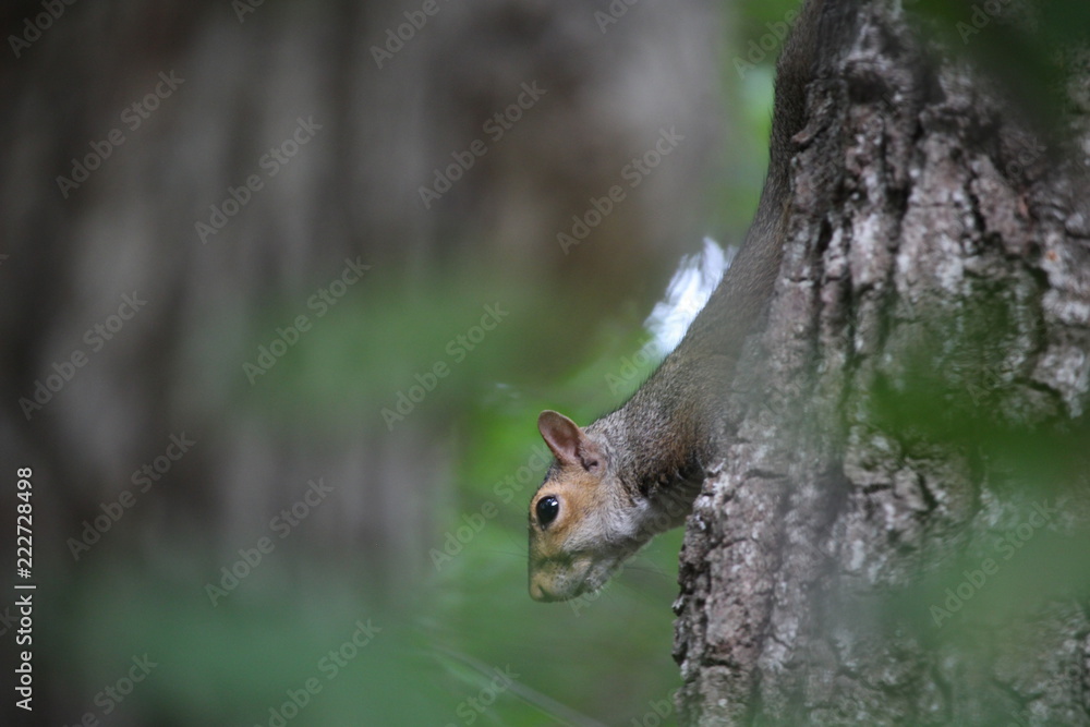 Squirrel on a tree