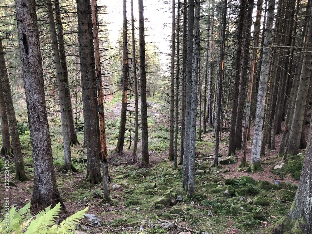 Obraz premium Bergen Woods trees 