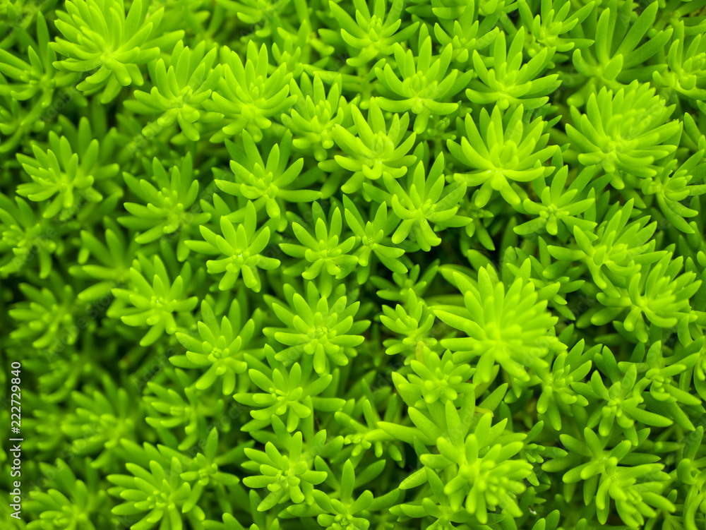 plant background 植物の背景素材 plant background 植物の背景素材
